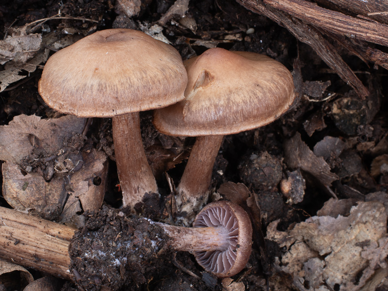 Cortinarius serratissimus Cortinarius furiosus